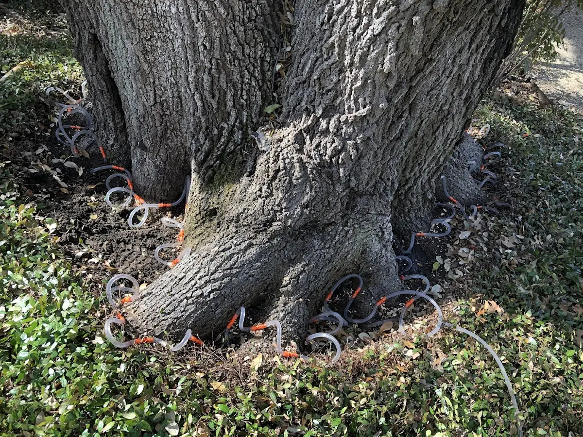 Detailed Tree Cabling and Bracing job site in Ypsilanti
