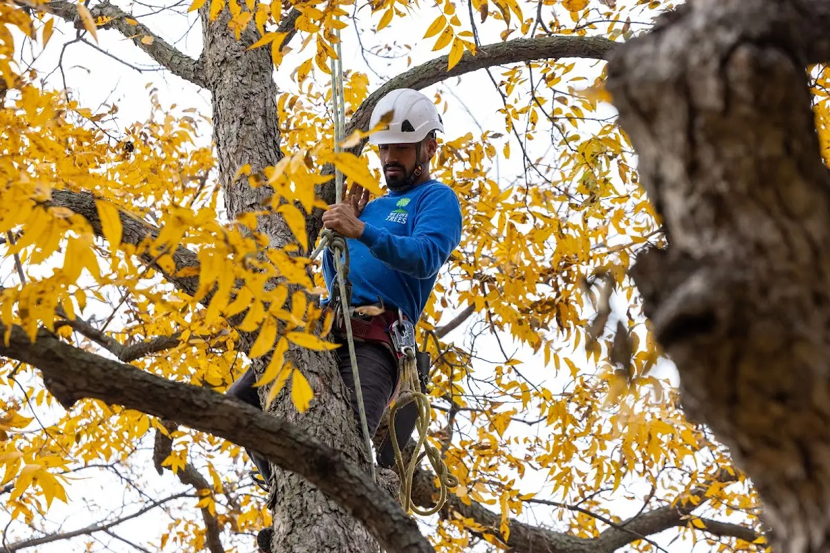 Skilled Tree Planting crew working in Ypsilanti